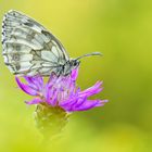 Melanargia galathea #10