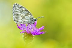 Melanargia galathea #10