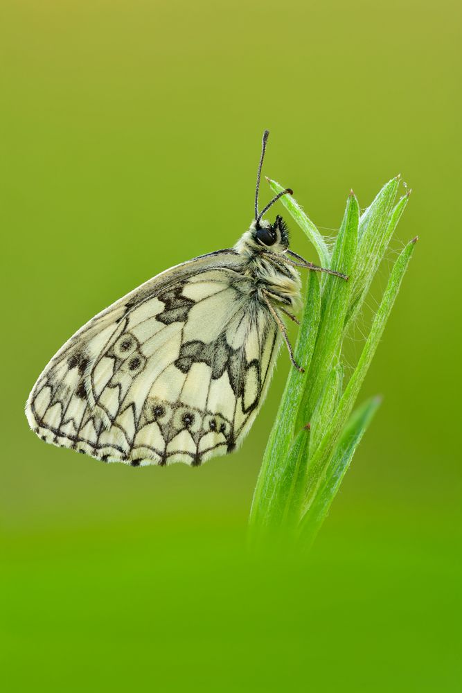 Melanargia galathea #11