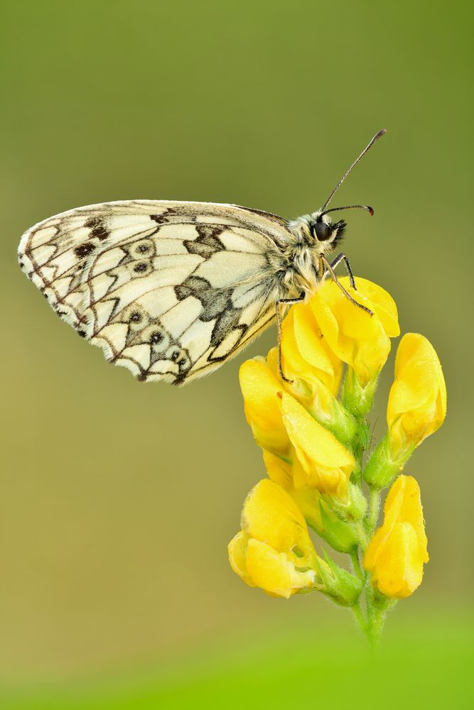 Melanargia galathea #12