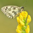 Melanargia galathea #12