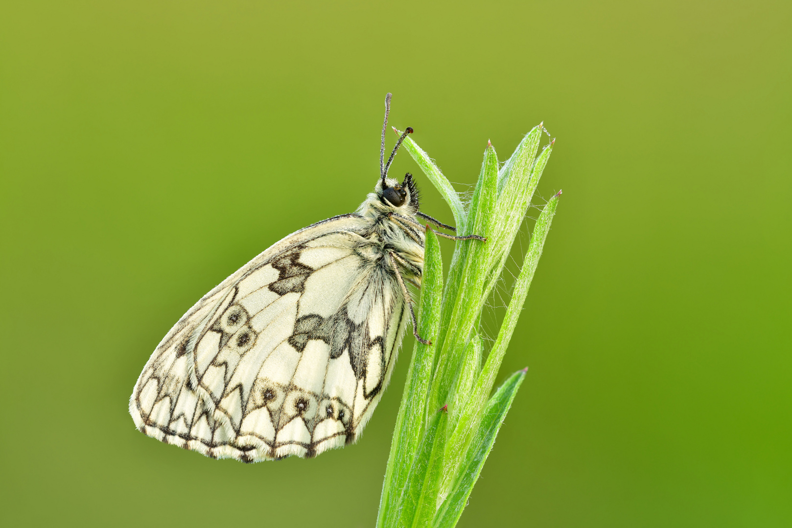 Melanargia galathea #13