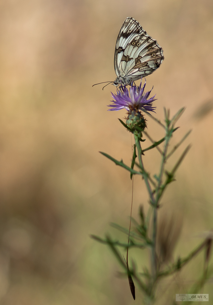 Melanargia Galathea