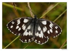 Melanargia galathea...