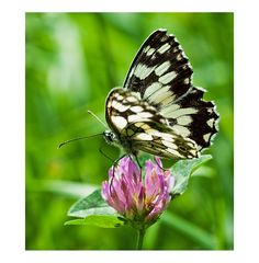 Melanargia galathea