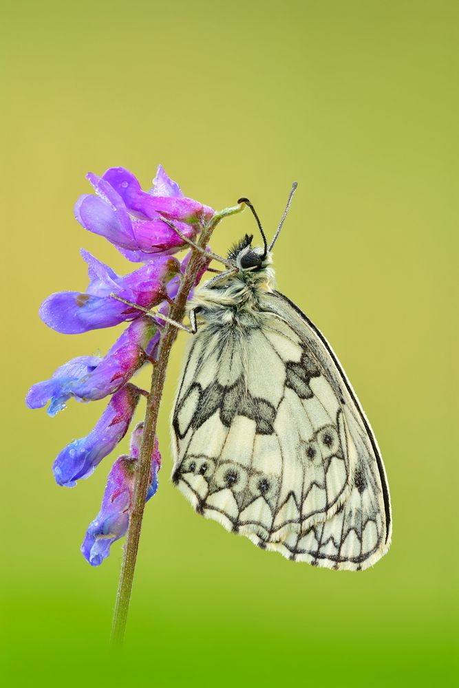 Melanargia galathea #2