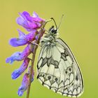 Melanargia galathea #2