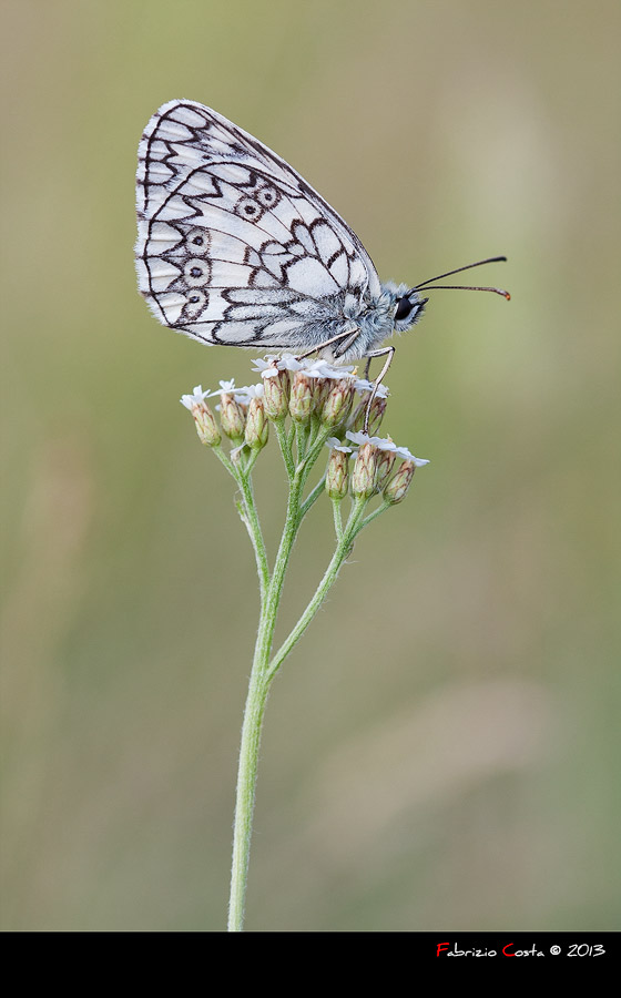 Melanargia galathea 2013