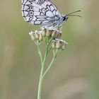 Melanargia galathea 2013