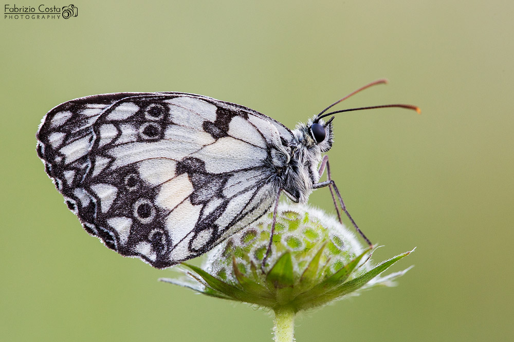 Melanargia galathea 2014