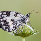 Melanargia galathea 2014