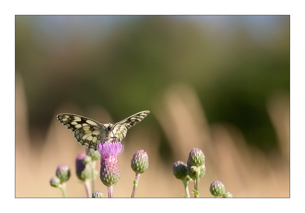 Melanargia galathea