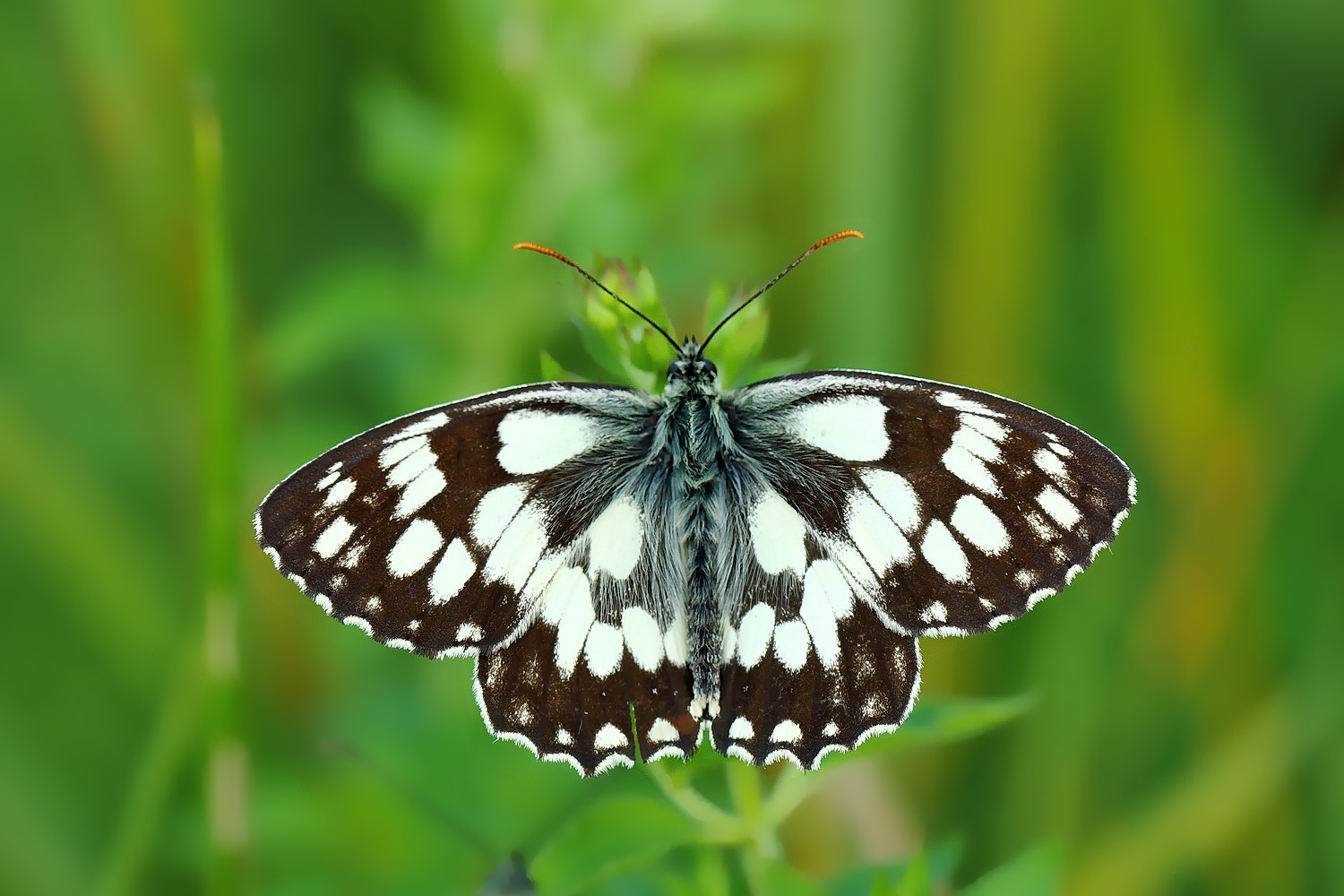 Melanargia galathea