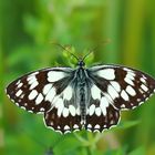 Melanargia galathea