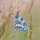 melanargia galathea