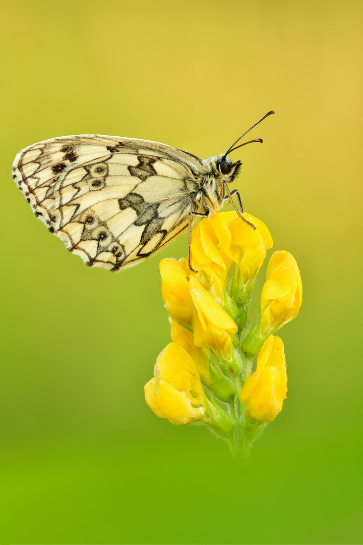 Melanargia galathea #3