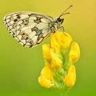 Melanargia galathea #3