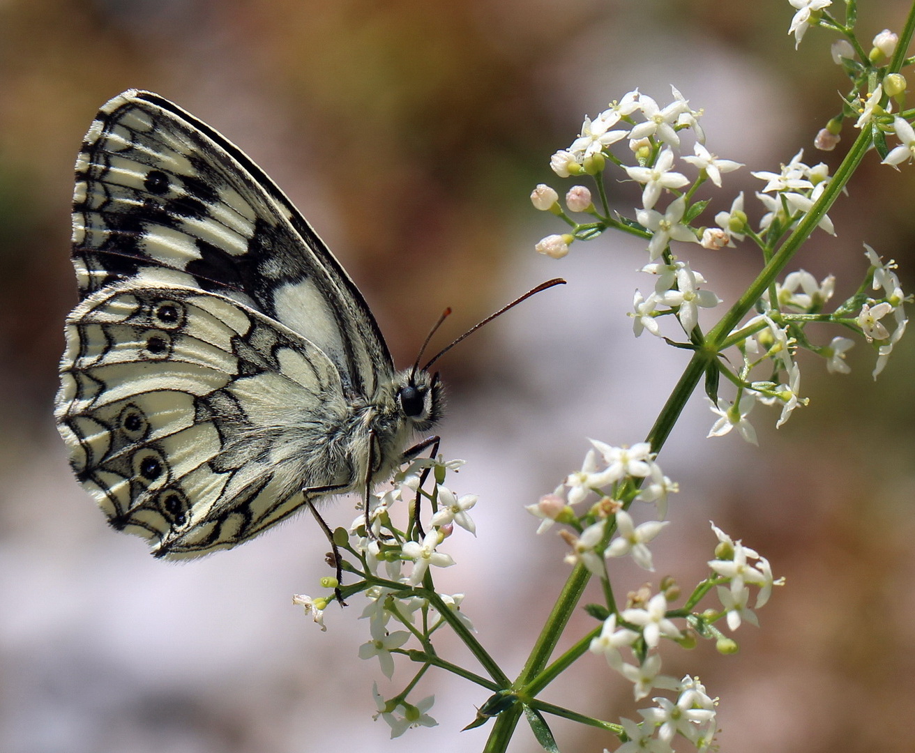 Melanargia galathea