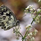 Melanargia galathea