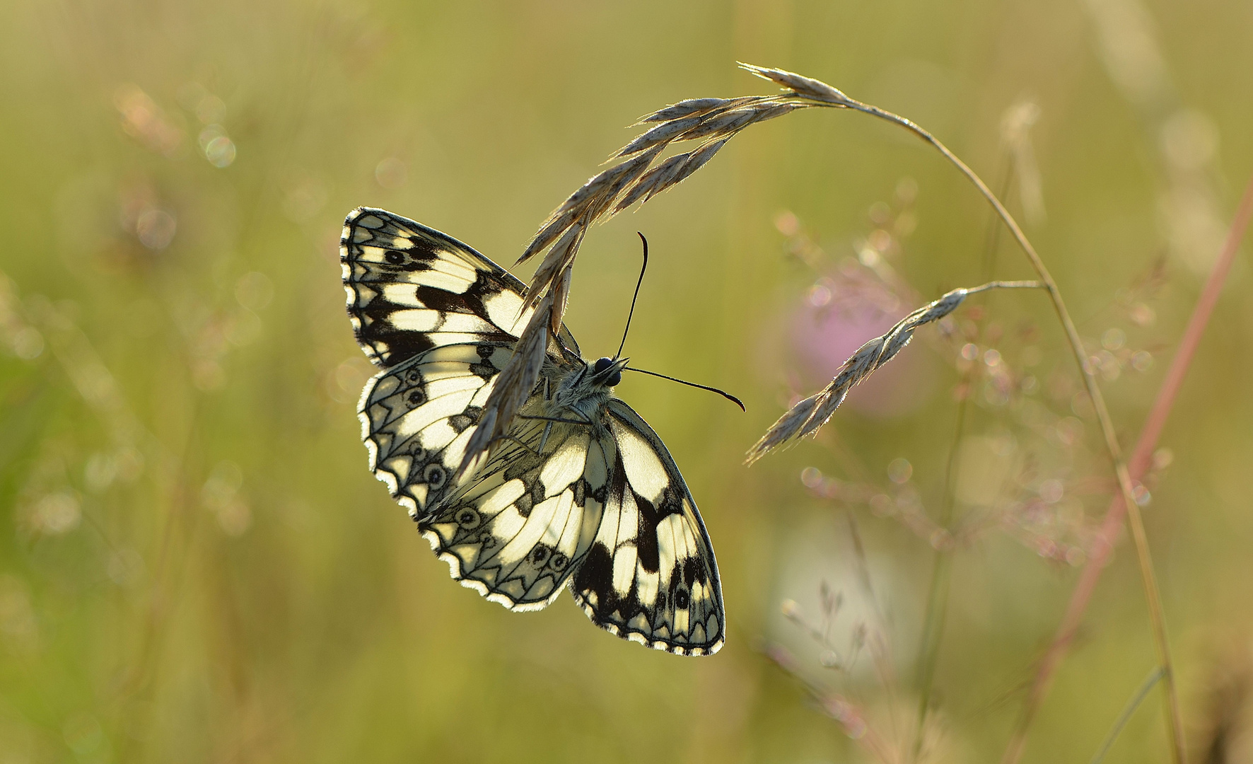 melanargia galathea Foto & Bild tiere, wildlife, schmetterlinge