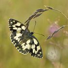 melanargia galathea