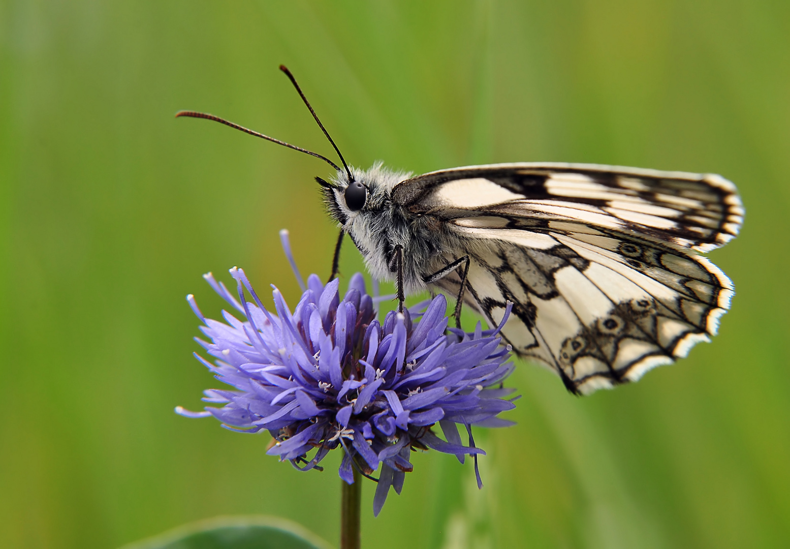 Melanargia galathea