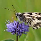 Melanargia galathea