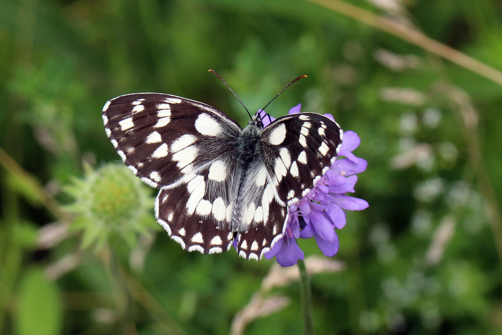 Melanargia galathea