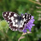 Melanargia galathea