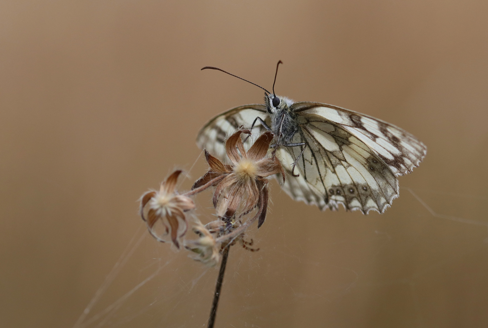 Melanargia galathea