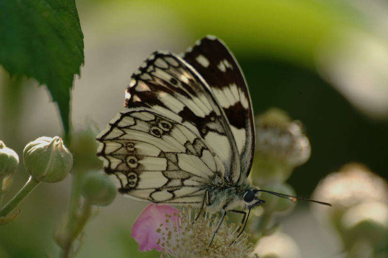 Melanargia galathea