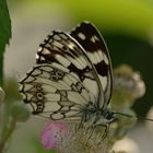 Melanargia galathea