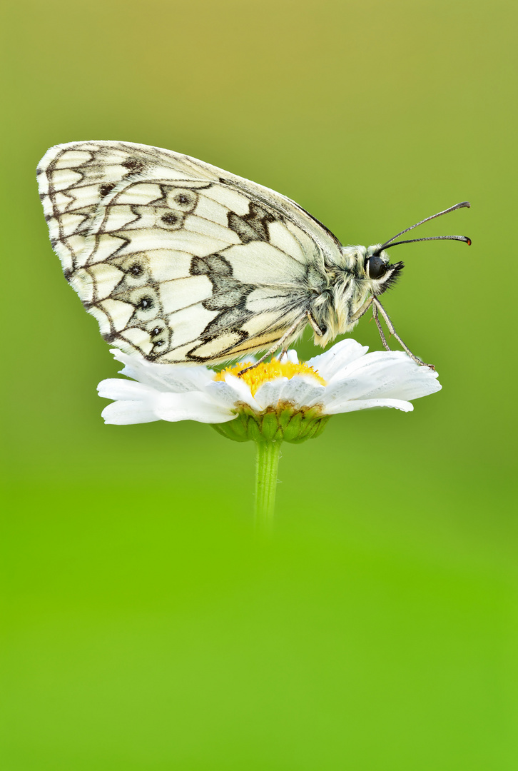 Melanargia galathea #4