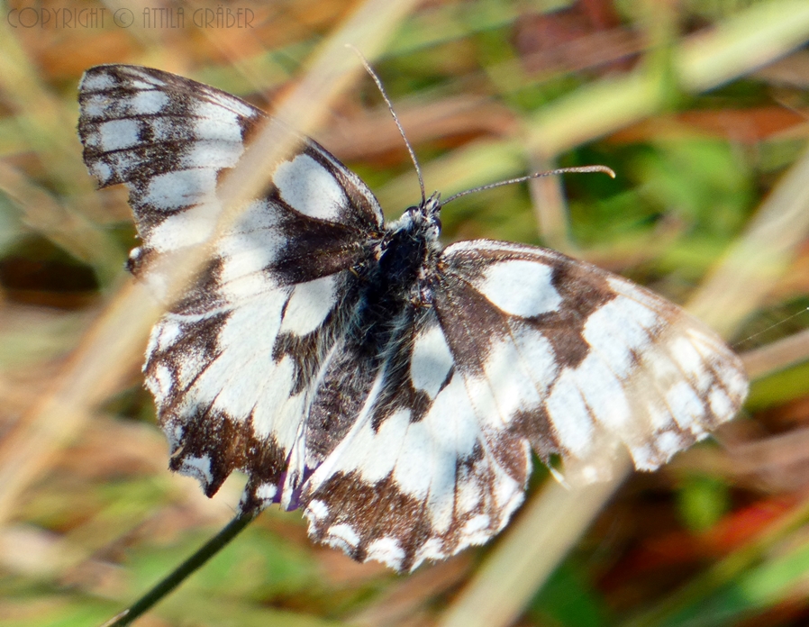 Melanargia galathea