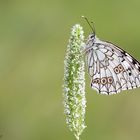 Melanargia galathea