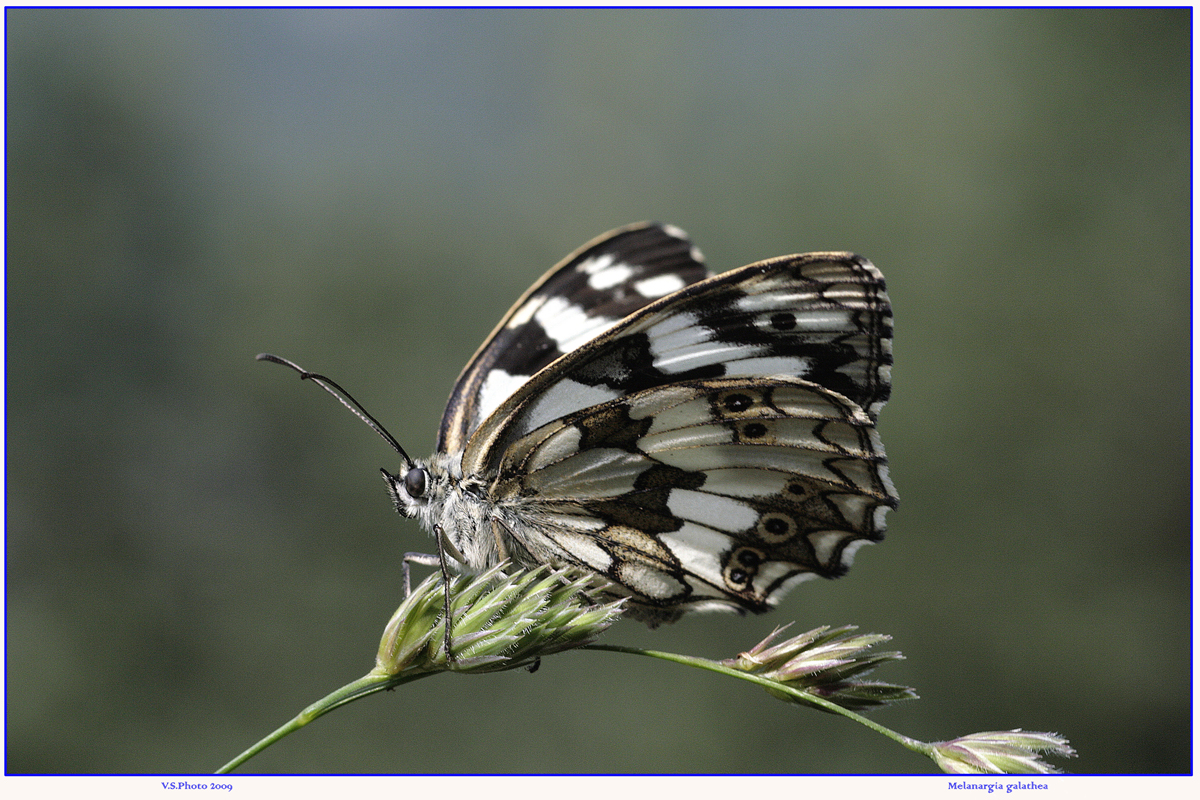 Melanargia galathea