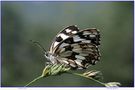 Melanargia galathea von Vinicio Sforzi 