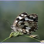 Melanargia galathea