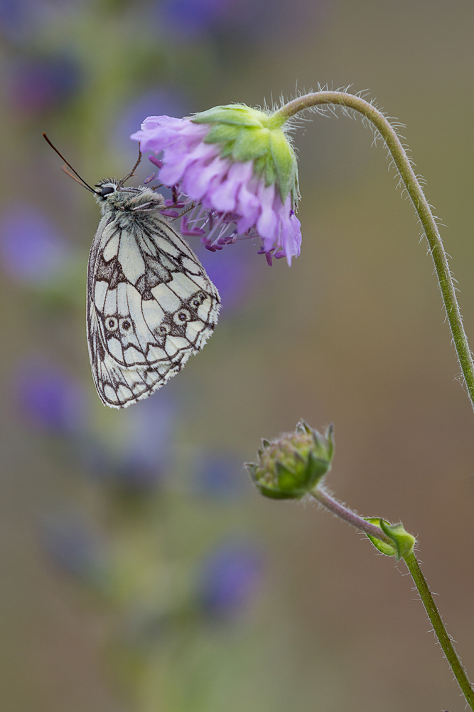 Melanargia galathea