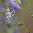 Melanargia galathea