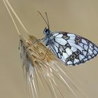 Melanargia galathea