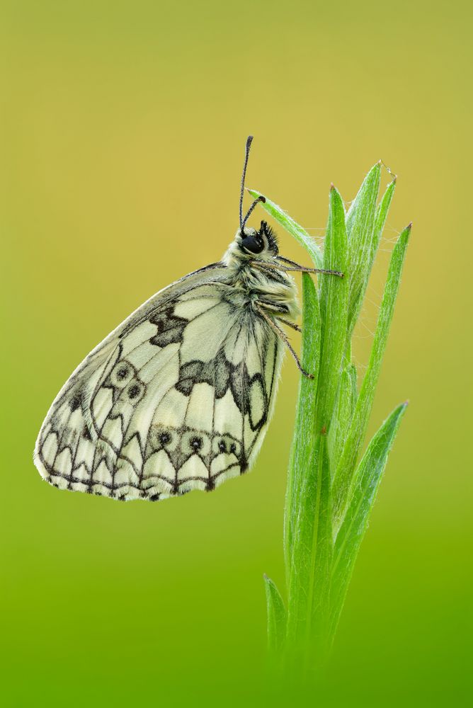 Melanargia galathea #5