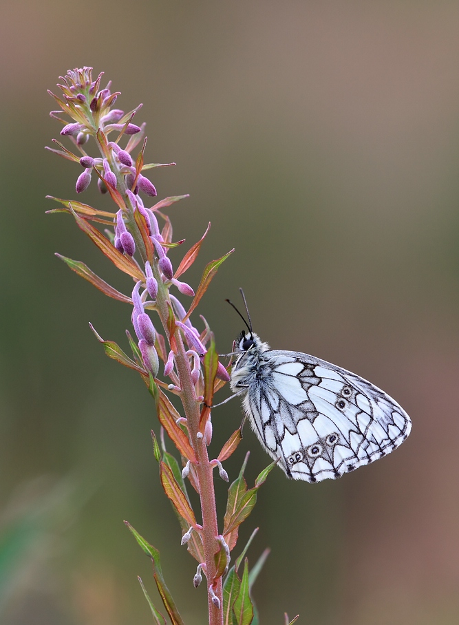 Melanargia galathea