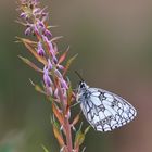 Melanargia galathea