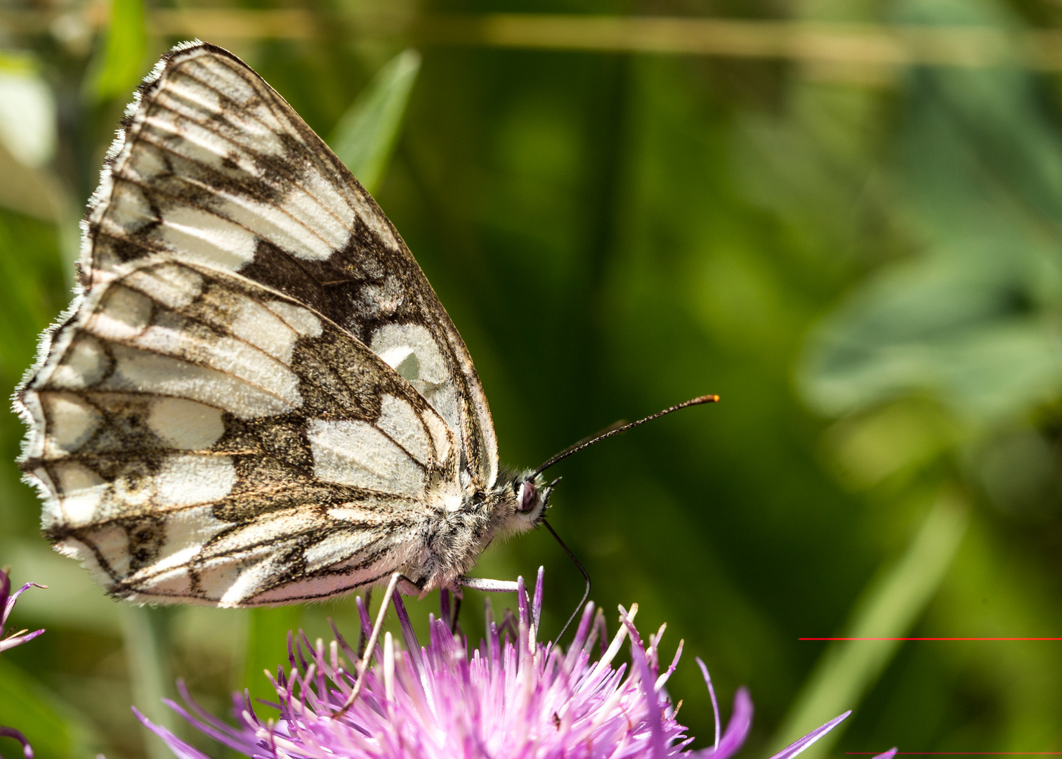 Melanargia galathea