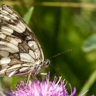 Melanargia galathea