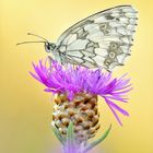 Melanargia galathea #6