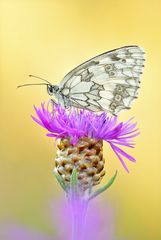 Melanargia galathea #6