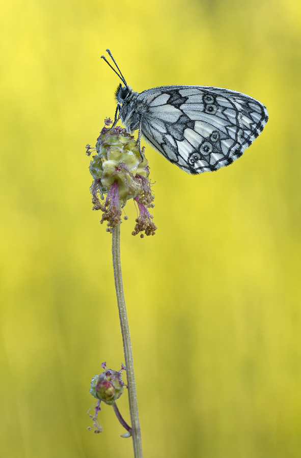 "Melanargia galathea"