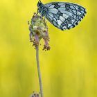 "Melanargia galathea"